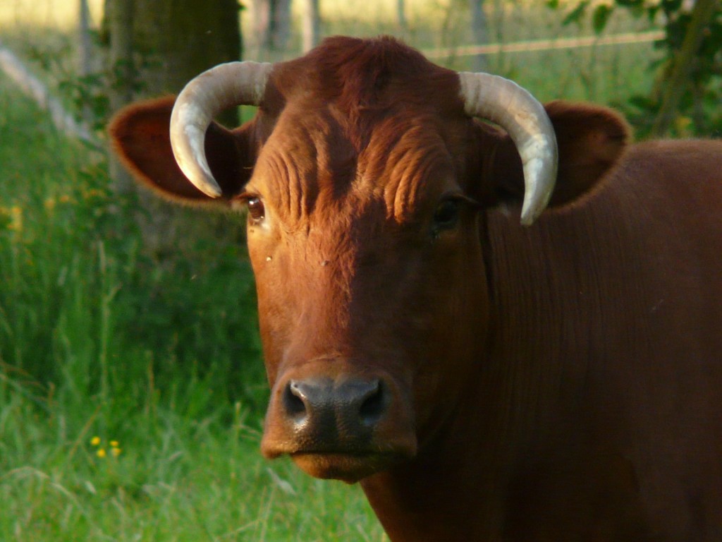 Stier